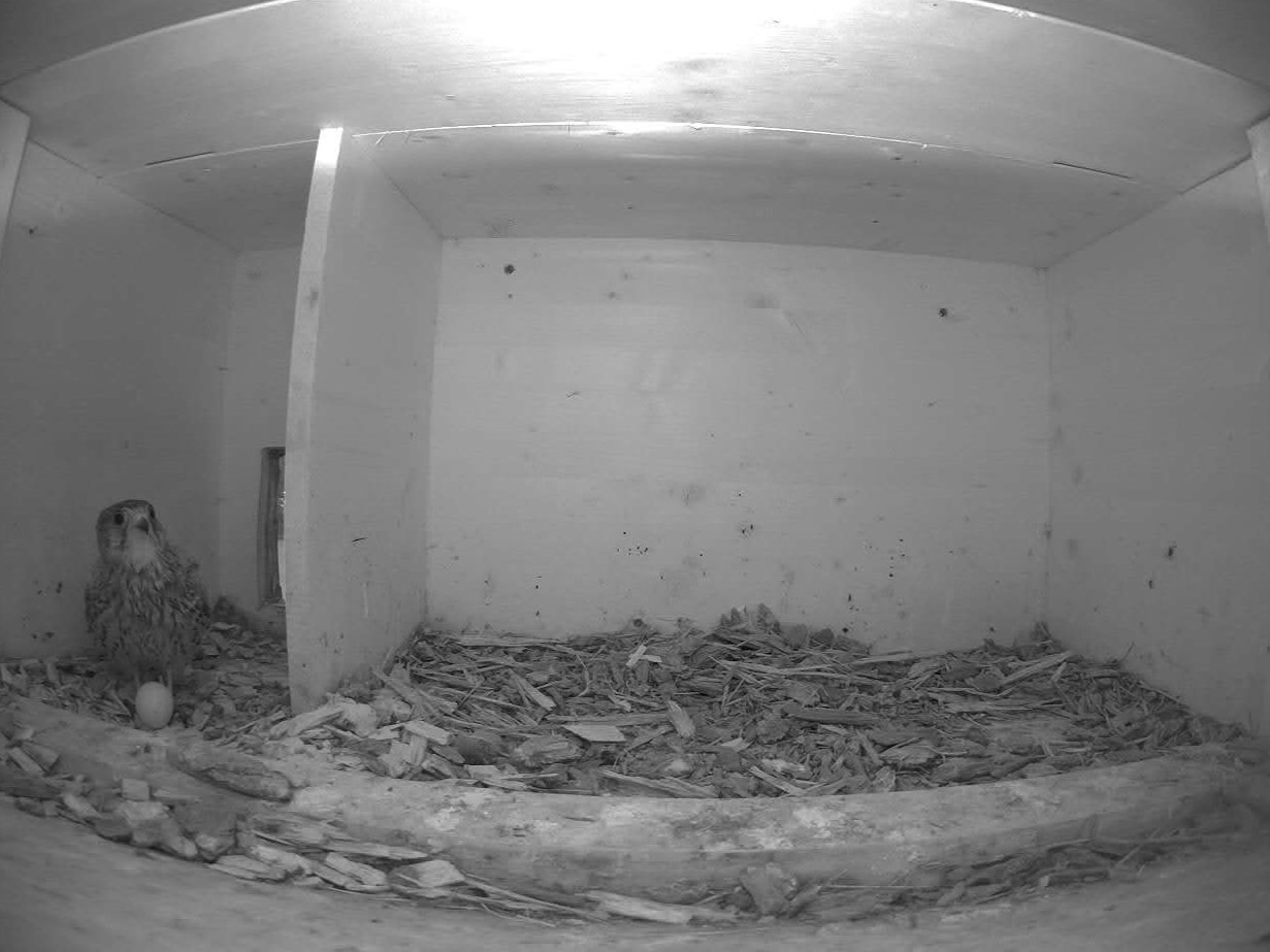 5.6.2022  Nun doch eine Brut eines Turmfalkenpaares. Das erste Ei ist gelegt und das Männchen zeigt sich scheinbar stolz vor der Kamera.