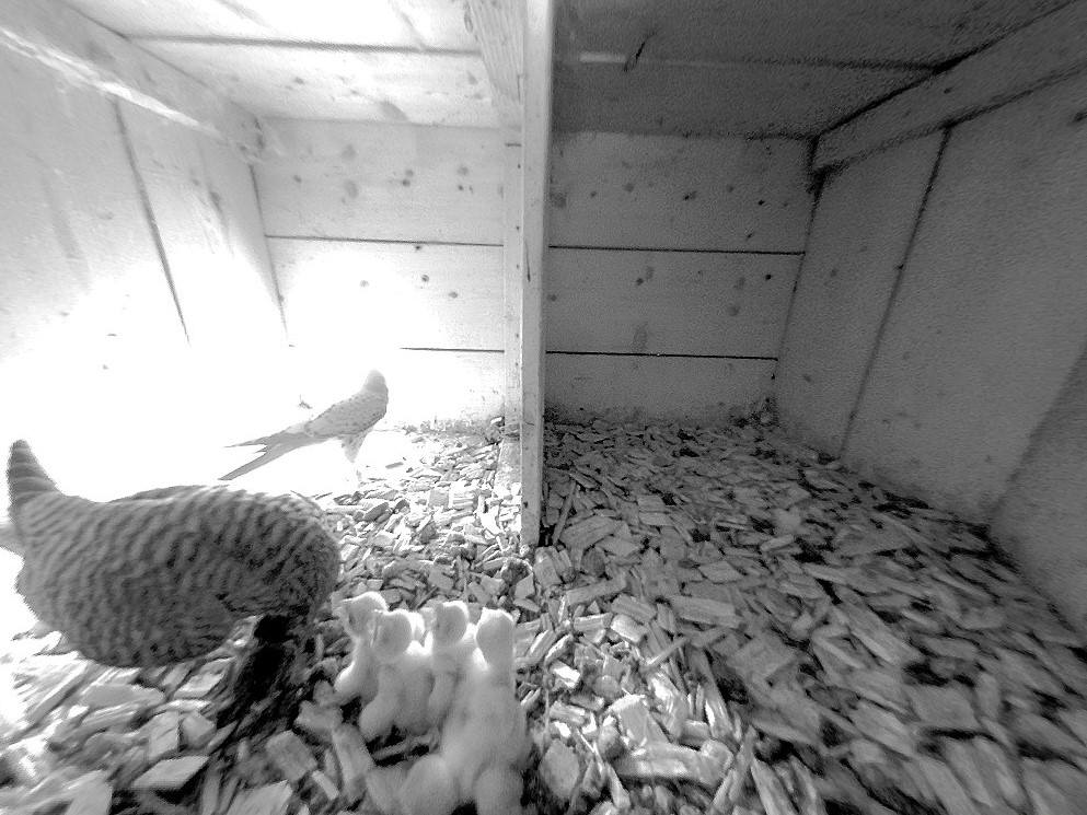 12.5.2022 Das Männchen (beim Eingang) hat gerade Nahrung in Form einer Maus gebracht. Diese wird nun durch das Weibchen an die fünf geschlüpften Küken verfüttert.