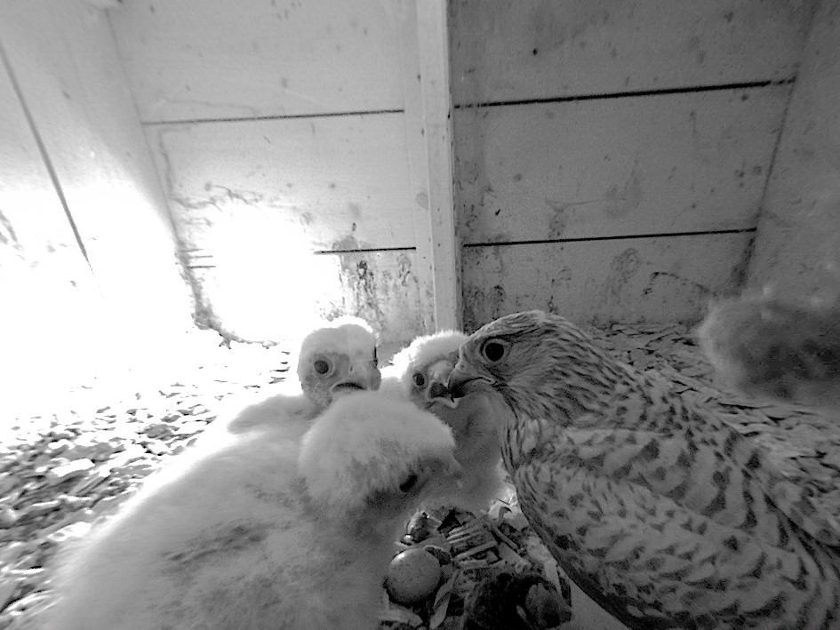 1.7.2022 Die Nestlinge sind nun gute zwei Wochen alt und werden nach wie vor von der Mutter gefüttert.