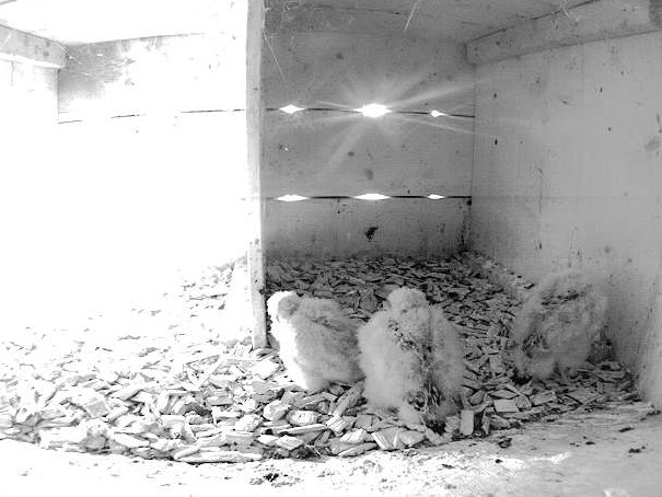 7.7.2022 Von den ursprünglichen vier Eiern im Gelege sind drei junge Turmfalken herangewachsen. Bei den gut 18tägigen Nestlingen wird gut sichtbar das Dunenkleid langsam durch die ersten Schwung- und Steuerfedern abgelöst.