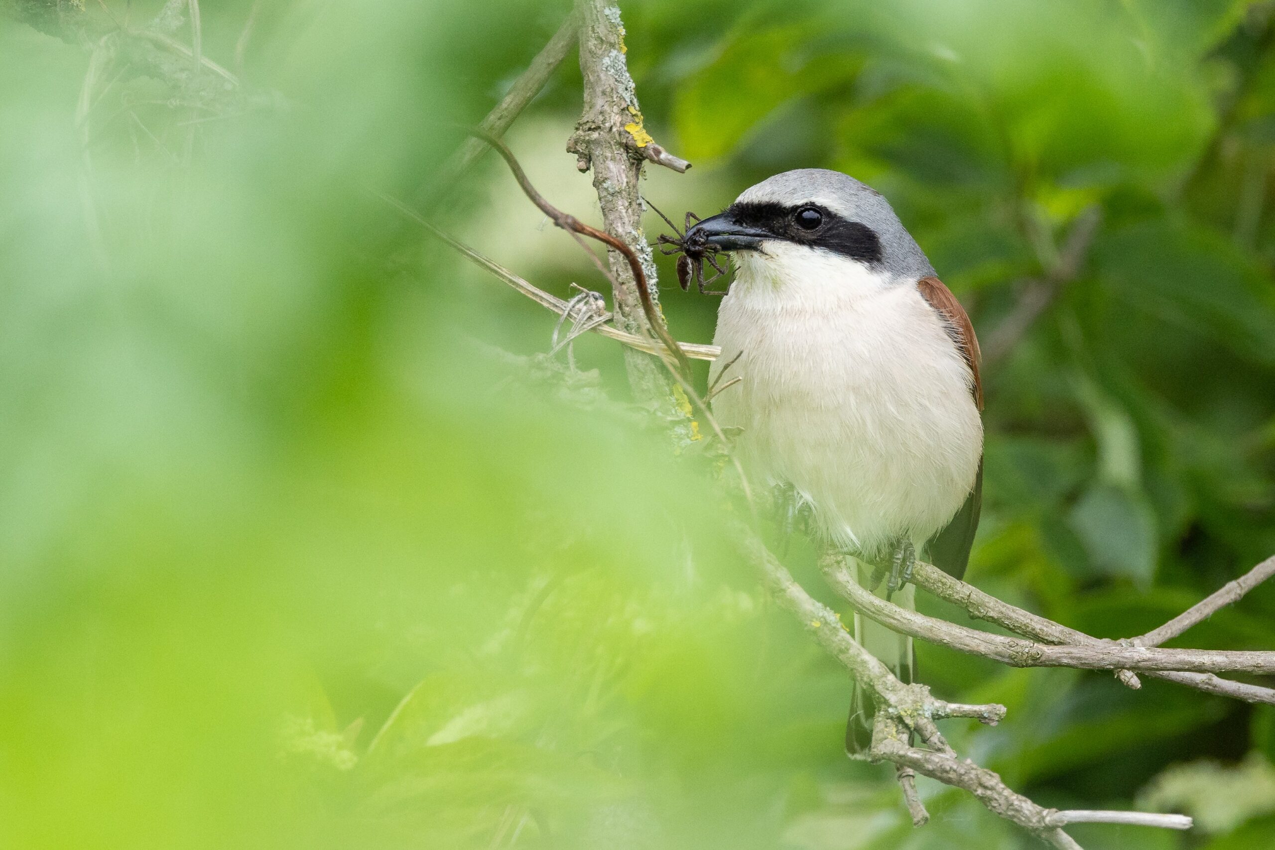 Pro Riet lädt zur Exkursion im Ober Weidist ein