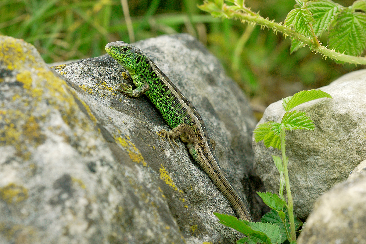 Mehr Natur im Garten – Beratung von Pro Riet