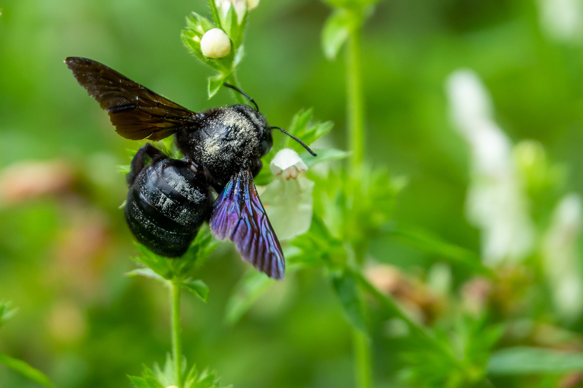 Holzbiene (Xylocopa sp.)
