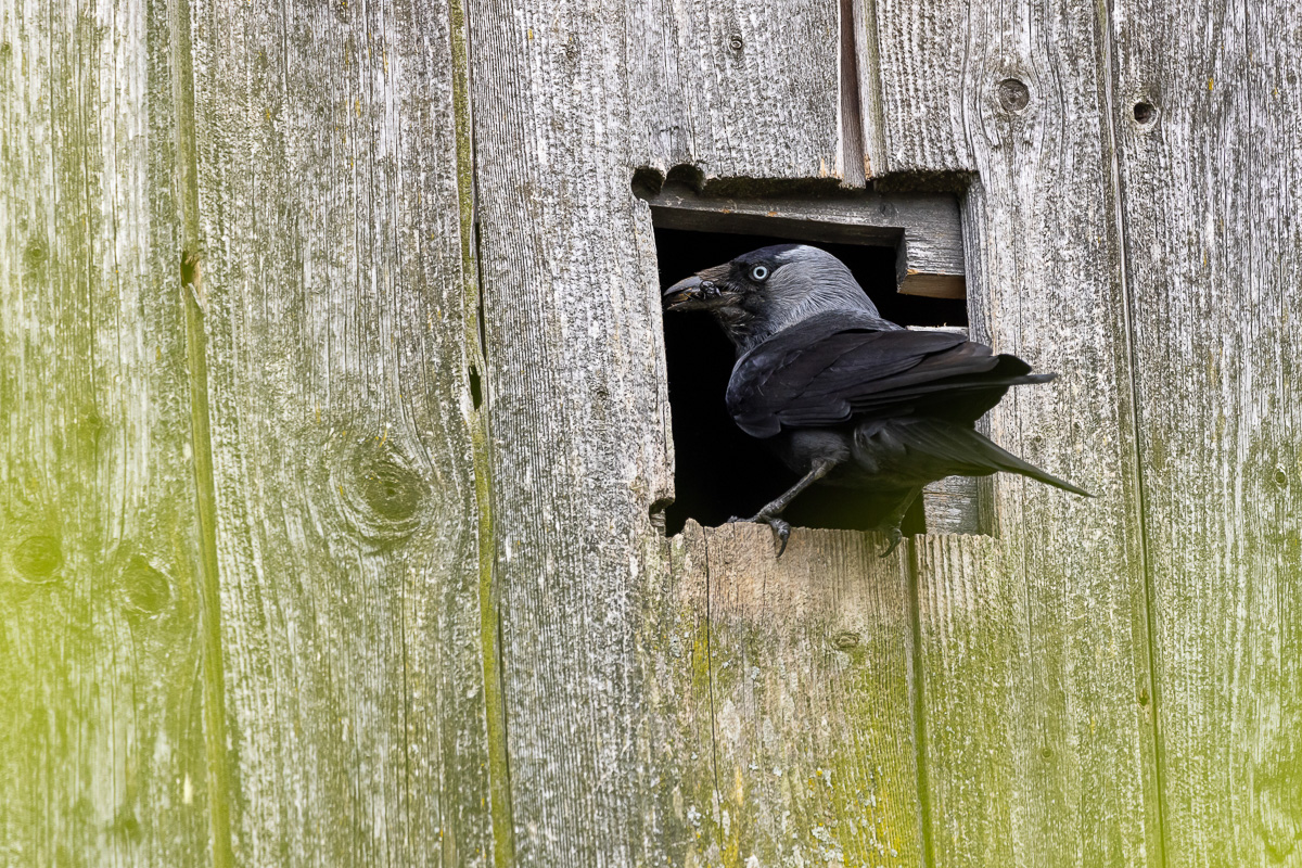 Dohle, Turmdohle, Corvus monedula

Rabenvögel

Erfolgreiche Brut in Turmfalken-Nistkasten bei der Schollenmühle

Fütterung der Jungtiere mit einer Feldgrille