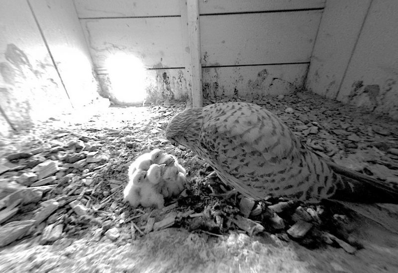 4. 6. 2020 – Aus sechs der sieben Eier sind junge Nestlinge geschlüpft und diese werden nun von den Altvögeln versorgt. Hoffen wir, dass auch aus dem siebten Ei noch ein junger Turmfalke schlüpft!