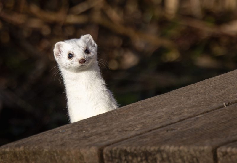 Hermelin, Mustela erminea

im Winterkleid

Aufgenommen bei der Hütte der Ortsgemeinde Widnau im Schweizerriet in Lustenau, Österreich.