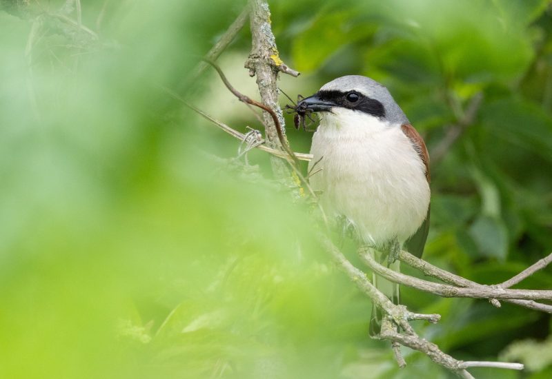 DominicFrei_250530_002