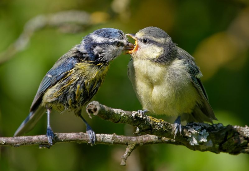 Premek Hajek auf Pixabay