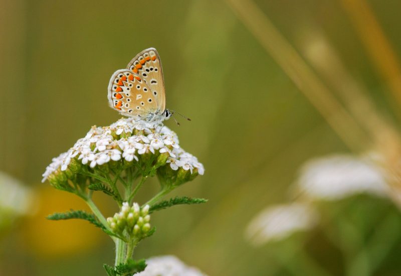 (Polyommatus icarus) auf Schafgarbe (Achillea sp.)

Blumenwiese auf Parzelle 3629 (Burst, Altstätten), 

(Schmetterlinge, Lepidoptera; Tagfalter; Bläulinge, Lycaenidae)