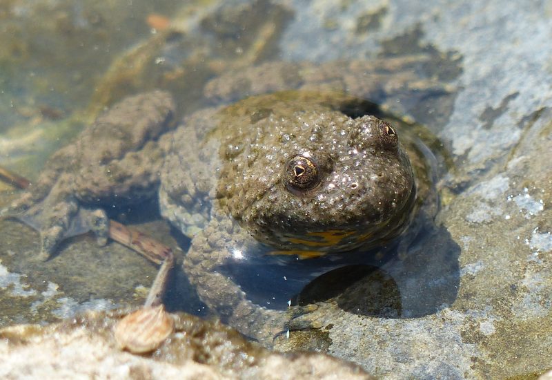 Gelbbauchunke (Bombina variegata)