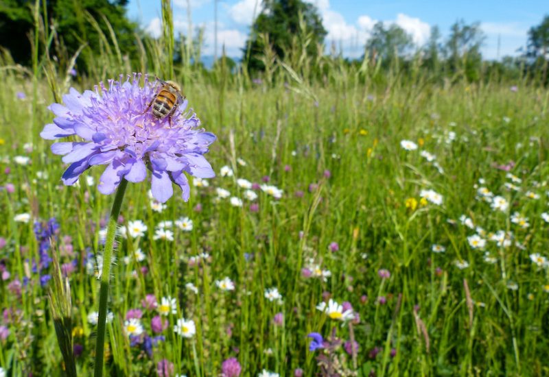 Biene auf Feld-Witwenblume (Knautia arvensis)
Blumenwiese im dritten Jahr nach Ansaat
Parzelle Nr. 1666, In den Stöcken, Rüthi (Laufnr. 294), Pächter Fidel Heeb