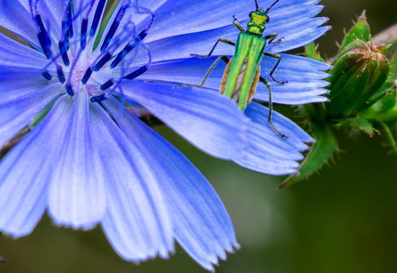 Elemente eines Naturgartens
Siedlungsökologie
Gemeine Wegwarte, Cichorium intybus
Grüner Weichkäfer, Familie Cantharidae
Garten bhu