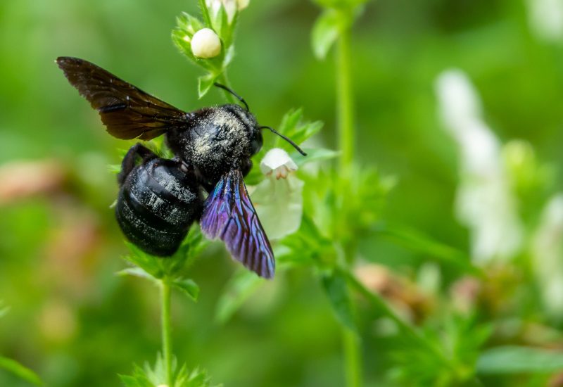 Holzbiene (Xylocopa sp.)