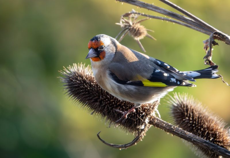 Stieglitz (Carduelis carduelis)
fressend an Fruchtständen Schlitzblättrigen Karde (Dipsacus laciniatus)

Bürogarten