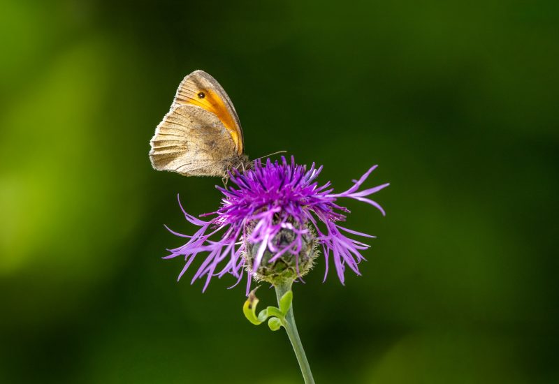 Grosses Ochsenauge nektarsaugend auf Skabiosen-Flockenblume
Manjola jurtina / Centaurea scabiosa
Tagfalter, Schmetterling
Im Gegenlicht. Mit KI wurden störende Elemente entfernt und das Bild etwas vergrössert.