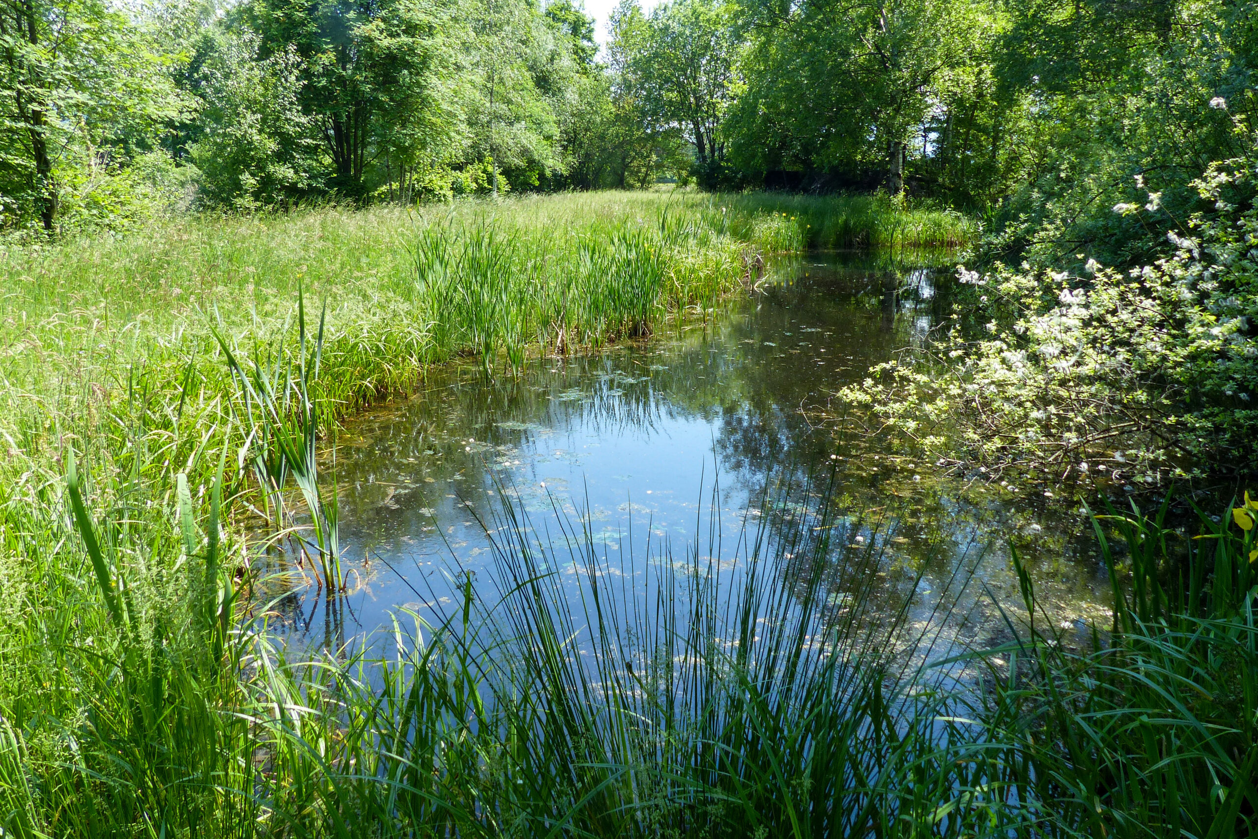 Mehr Laichgewässer und Rückzugsräume für Amphibien