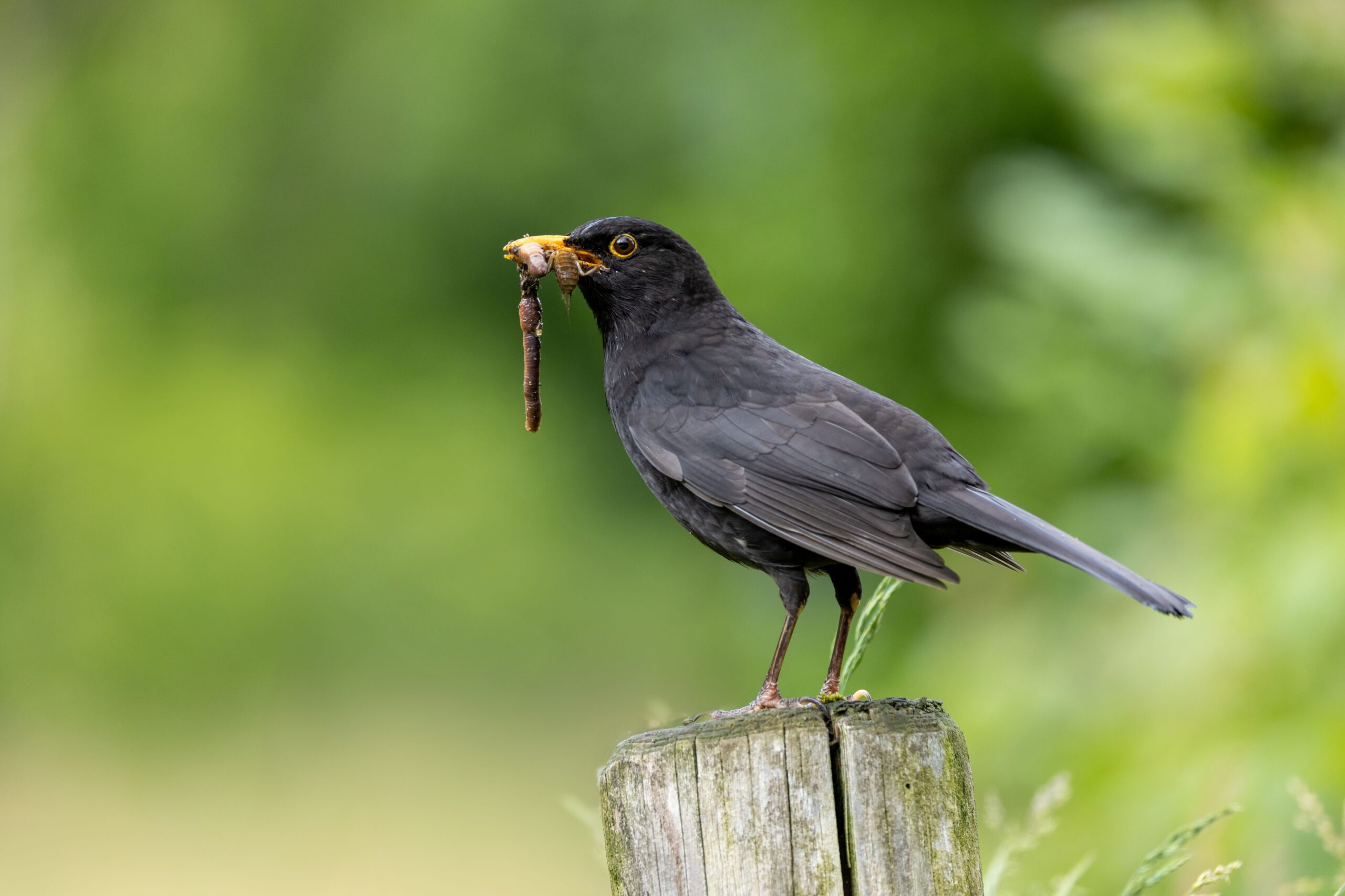 Zwischen Häusern und Hecken – Vögel im Siedlungsraum entdecken
